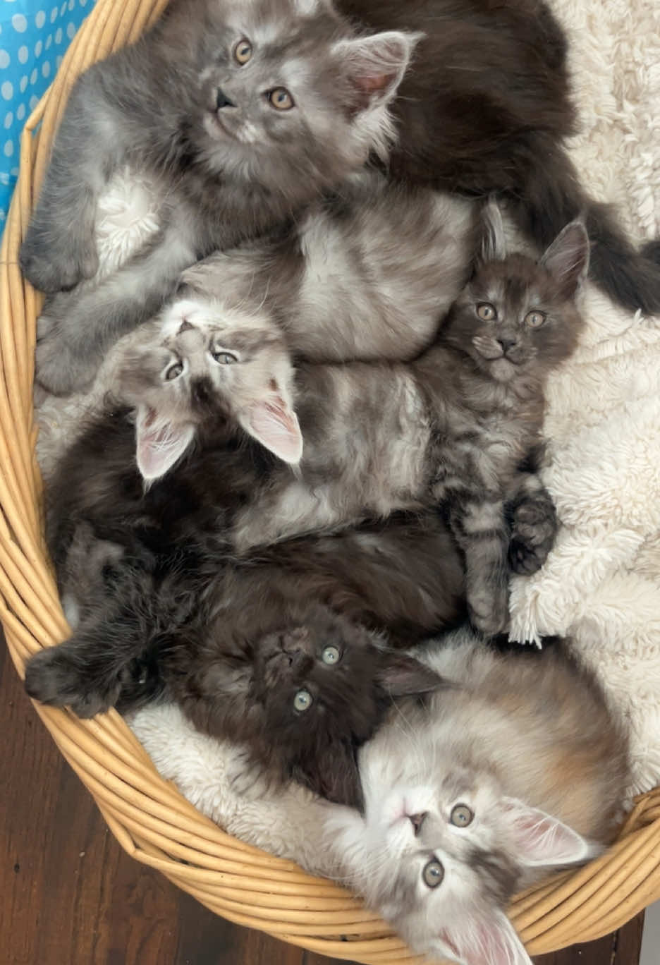 Cuddle puddle 🥹💗