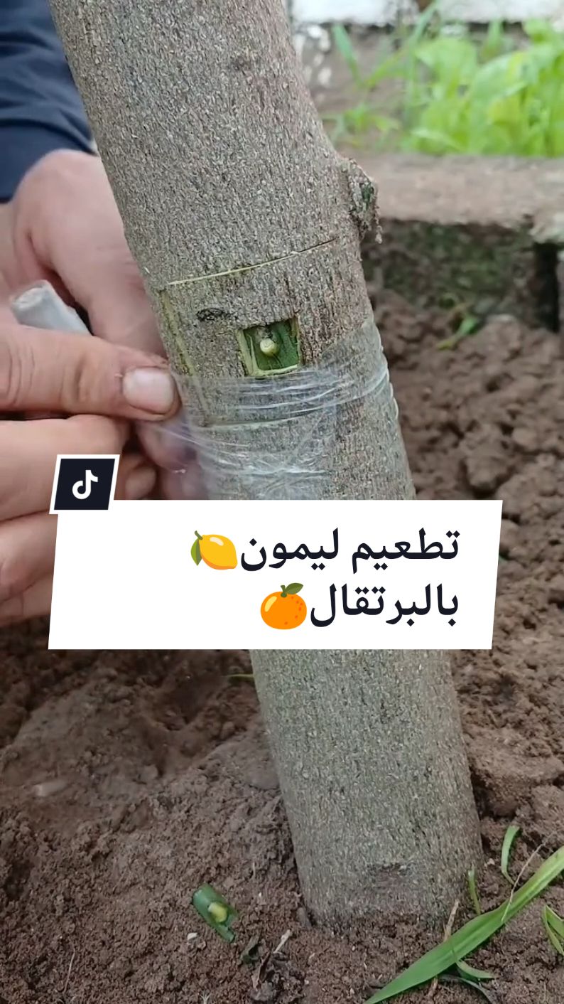 طريقة تطعيم شجرة ليمون من شجرة برتقال #زراعة_منزلية #grafting #graftingtechnical #graftingtips 