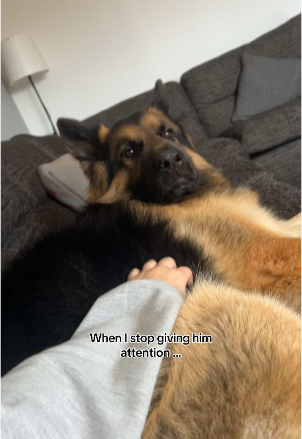 The whining king #germanshepherds #germanshepherdowner #germanshepherdsoftiktok #germanshepherd #fypシ゚ #fyp #foryoupage #gsdsoftiktok #germanshepherdlife #germanshepherddog #dogsoftiktok #dogs 