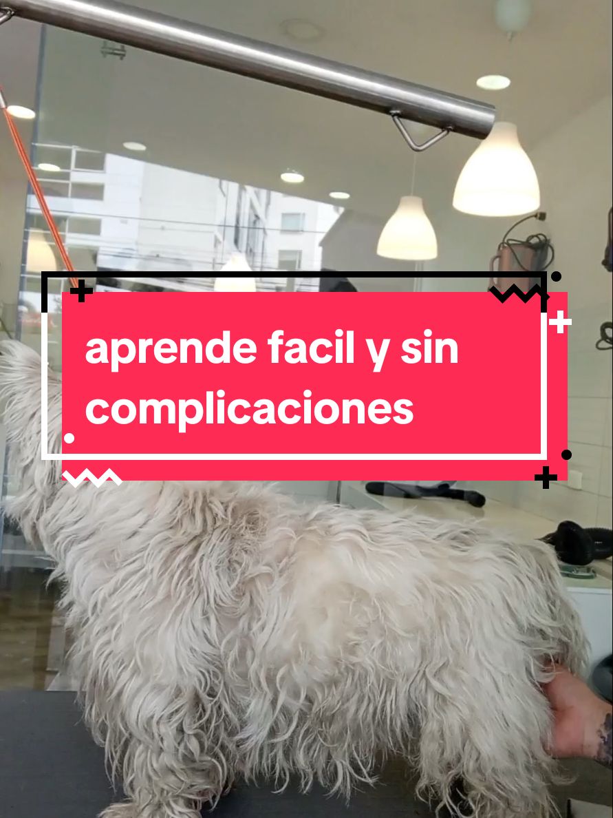 hoy les quise dejar este trabajito para que lo tengan en cuenta. #westy #westhighlandwhiteterrier #dueñosdewesty #mascotas #peluqueriacanina #aprendeconmigo #perritosentiktok 