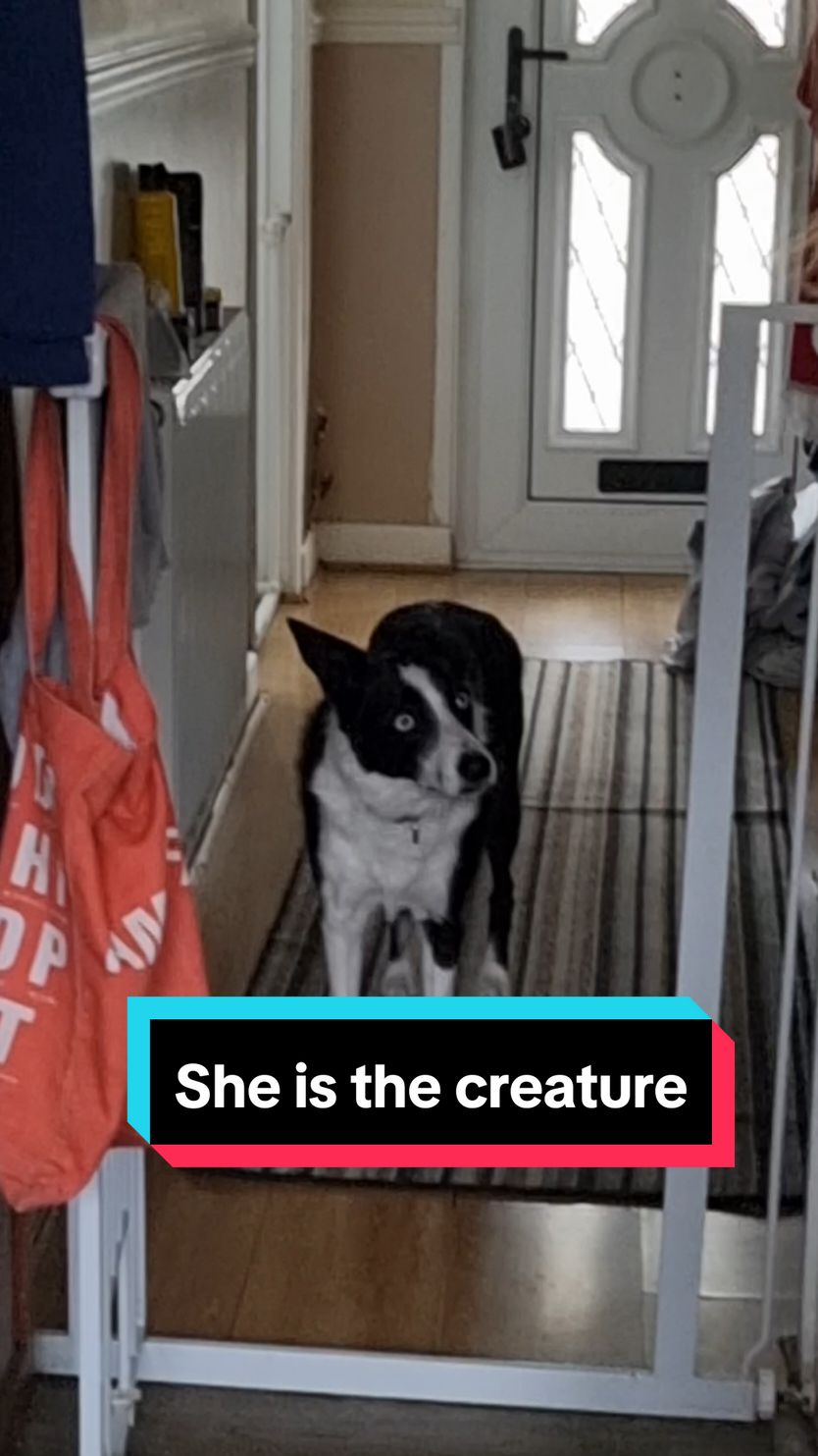 She does have the features of a creature...  #bordercollie #dogsoftiktok #funnydog #creaturefeature 