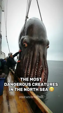 What do you think is the most dangerous one ?🤔 #fyp #northsea #dangerous 