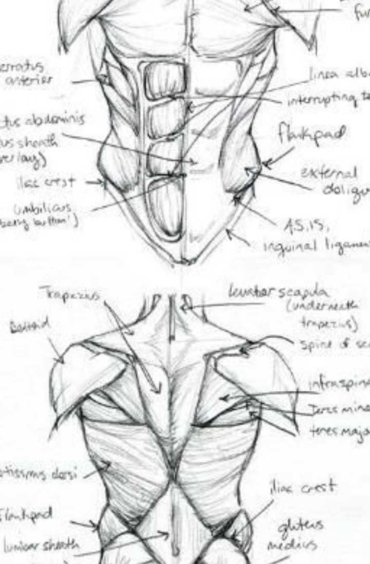 **DAY55**  🗣️: Maju lu sini Anatomi 😈 gw gak takut.... (Dammm Pingsan di keroyok gambar otot. ini gw pengen gambar atau pengen jadi dokter sih 😫)  #drawingtutorial #sketch #arte #artist #art #fypシ #sketchbook #drawings #draw #fyp #drawing #mydream2506 