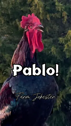 Pablo!, Oh Pablo!, Pablo! #rooster #chickens #chickensofinstagram #comedy #geese #goose #memesdaily #geeseofinstagram #dadjokes #funnyanimals #featheryfinetime #motherclucker #farmjokester #nameyellingchicken 
