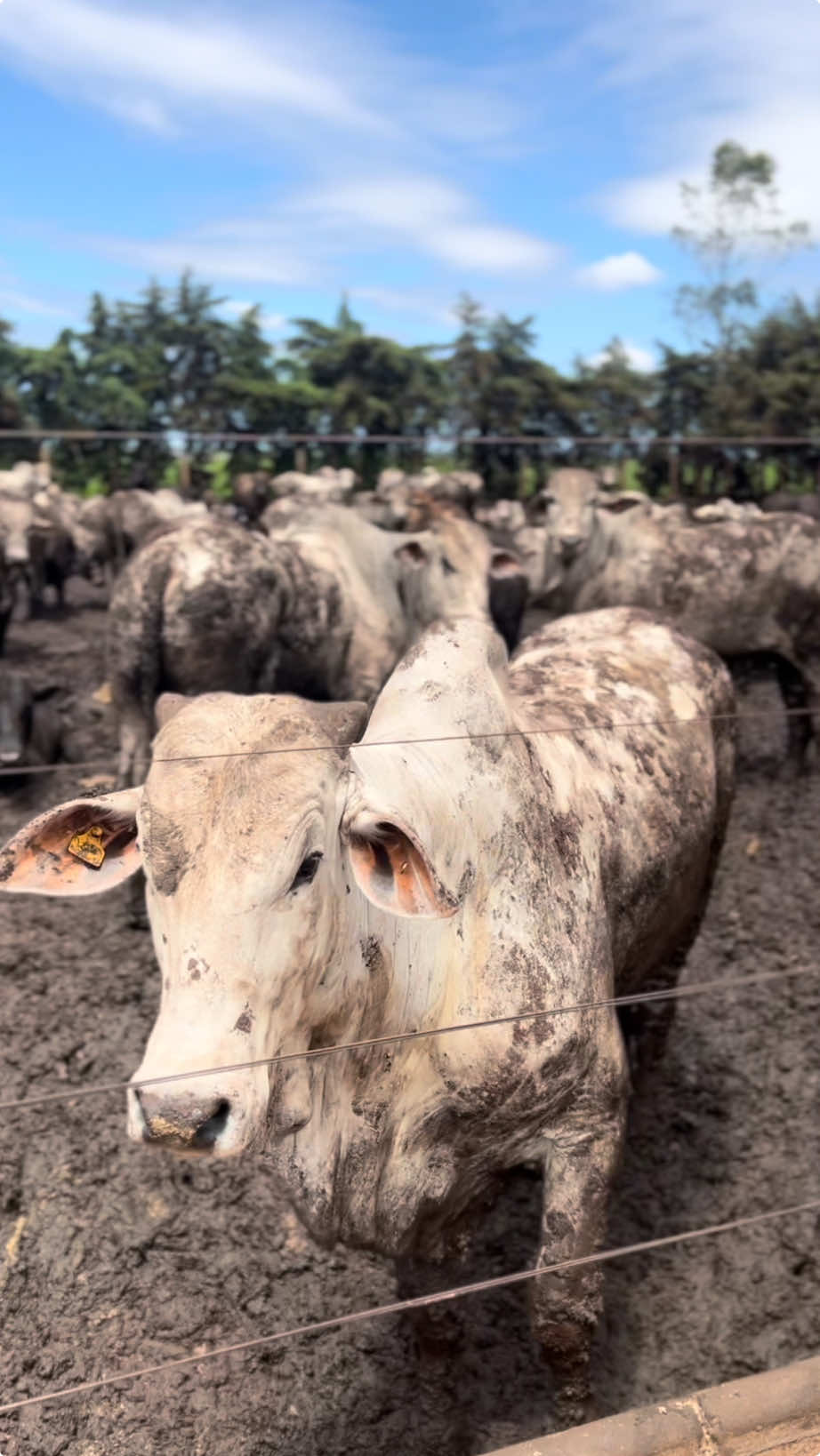 Agro é TOP 🐮 #agro #agropecuaria #agronomia #agronegocio #agroboy #agrogirl #agronaopara #agroetop #boi #boiadeira #medvet #veterinaria #PIB #potencia 