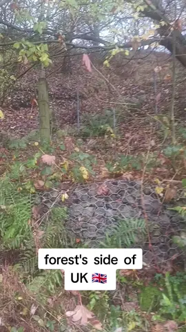 forest's. side  of UK 🇬🇧 #UKlife #foryou #UK 