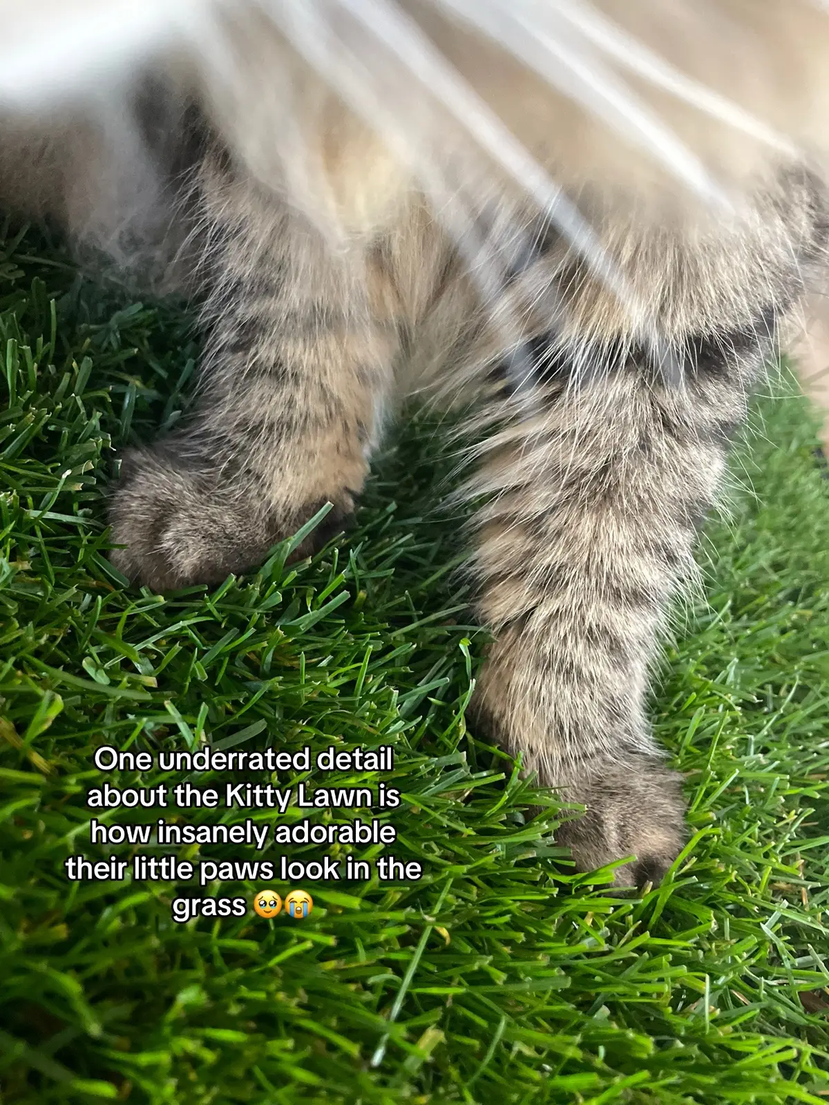 I can’t u guys… #kittylawn #catsoftiktok 