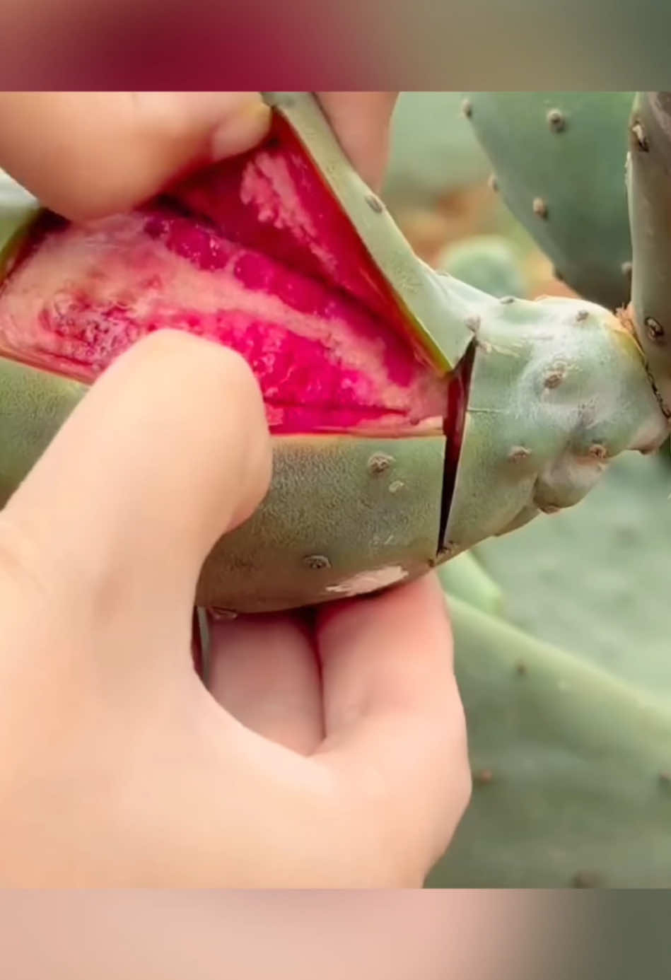 delicious and sweet#farm #video #farming #cactus