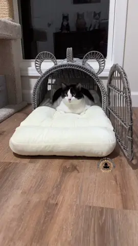 Oh no 😝 #foryoupage #catsoftiktok 