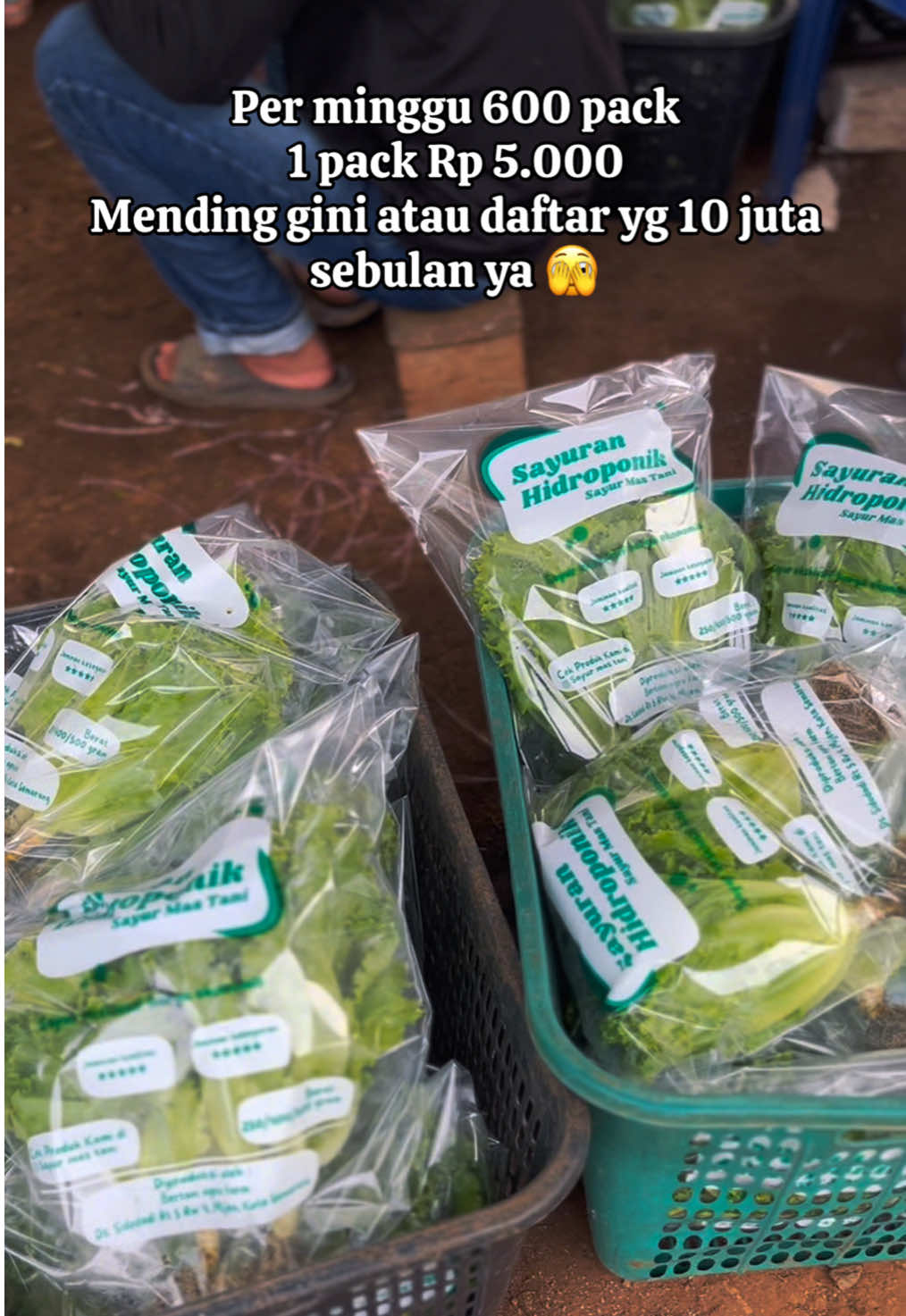 Semua pilihan baik dan semua pilihan ada konsekuensinya 😇 #bertani #ayobertani #mudabertani #semarangbertani #urbanfarming #hidroponik #hidroponikkotasemarang 