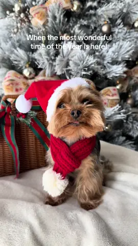 Who’s excited for Christmas?! 🎄🎅🏻 When the most wonderful time of the year is here, decorations need to be done asap!!! #christmas #christmasdecor #christmasdog #christmasdogsoftiktok #dogchristmas #christmas2024  #yorkie #yorkiesoftiktok #tinydog #cutedogs #cutedogsoftiktok #dogsoftiktok 