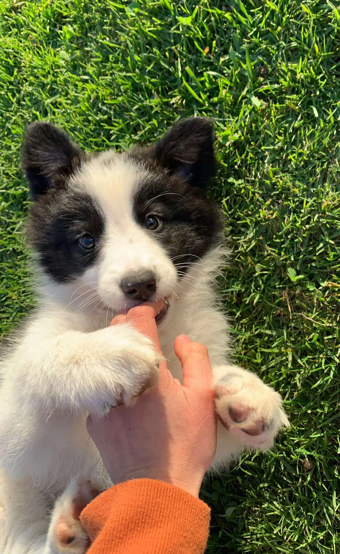 Guatonaaaa 🤍🤍🤍 #bordercollie #perros #dogs 