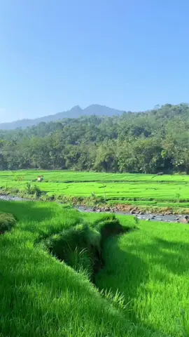 Tentang keindahan yang sederhana  🌾🌿 Suasana di desa Notogiwang, Kec. Paninggaran, Kab. Pekalongan. Hamparan sawah hijau berpadu dengan sejuknya udara pegunungan, dilengkapi aliran sungai kecil. Nuansa di desa yang memberi arti ketenangan dan rasa syukur.  📍 Notogiwang, kec paninggaran 🎥 @hayatdzikri8 #pekalonganinfo #pekalongan #Pemalang #Batang #pekalonganraya