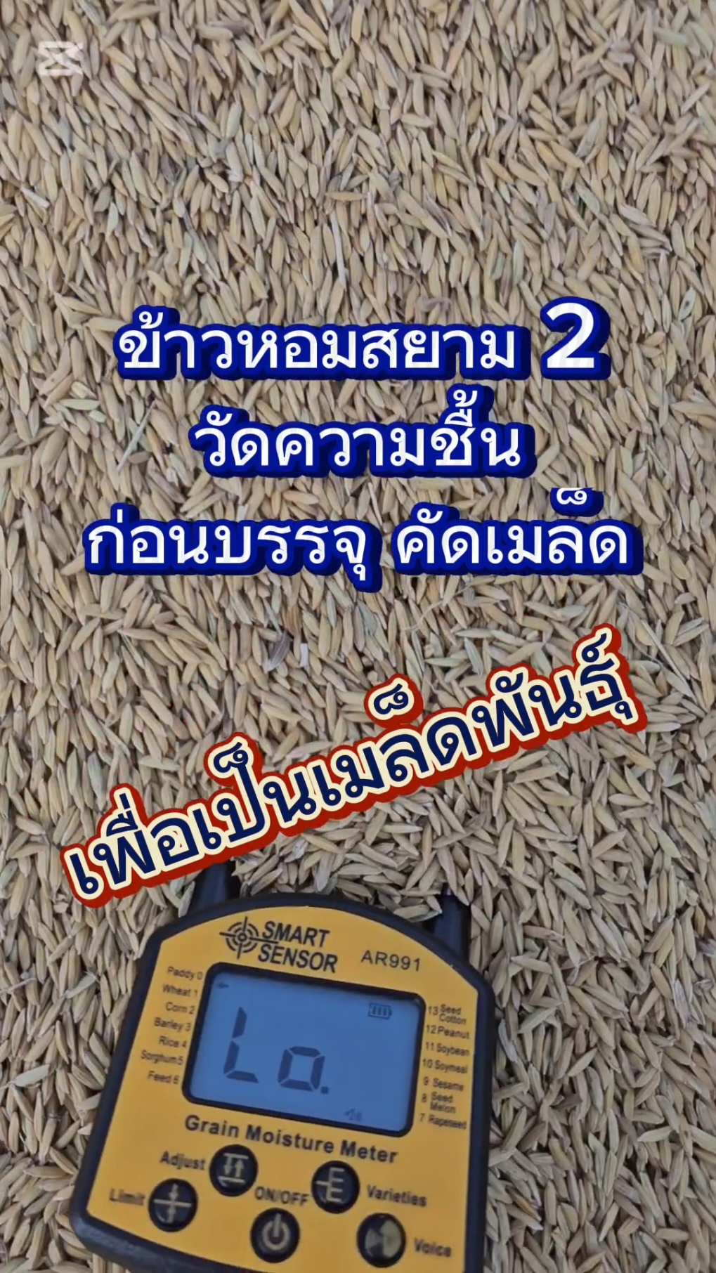 ข้าวหอมสยาม 2 วัดความชื้น ก่อนบรรจุ คัดเมล็ด เพื่อเป็นเมล็ดพันธุ์ #พยาบาลเชี่ยวชาญข้าวอินทรีย์ #กานต์รวีข้าวอินทรีย์ #สอนให้รู้ว่า #ข้าวหอมสยาม #พันธุ์ข้าวหอมสยาม #ข้าวหอม #ข้าวแตกกอ #ข้าวเจ้าพันธุ์ดี #ข้าวอินทรีย์ @พยาบาลเชี่ยวชาญข้าวอินทรีย์ @พยาบาลเชี่ยวชาญข้าวอินทรีย์ @พยาบาลเชี่ยวชาญข้าวอินทรีย์ 