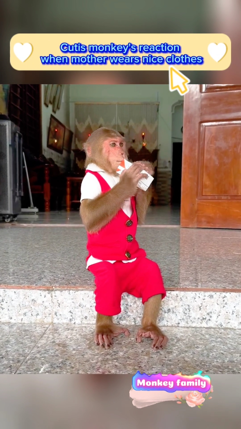 Cutis monkey's reaction when mother wears nice clothes #newyork #pet #cutemonkey #babymonkey #monkeys #pets #animal #animals #monkey 