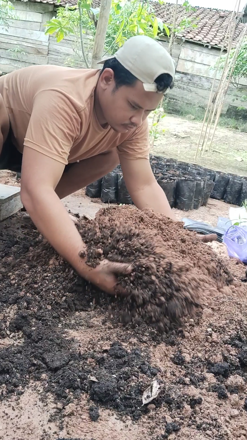 pengisian polybak, buat tanam pohon coklat #polybak #petanimuda #pohoncoklat #petanimilenial #panencoklat #fyp #fypシ #foryou #petaniindonesia🇮🇩🇮🇩🇮🇩🌿🌿