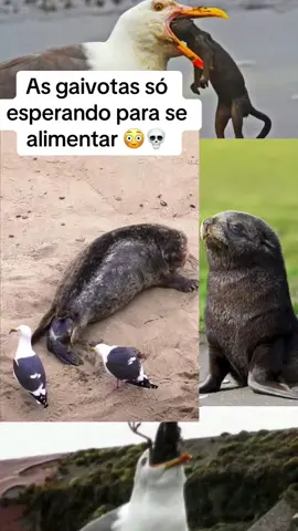 Parto de uma foca 🦭 💀 #animais #foca #natureza #mar #praia #gaivota #passaro #parto
