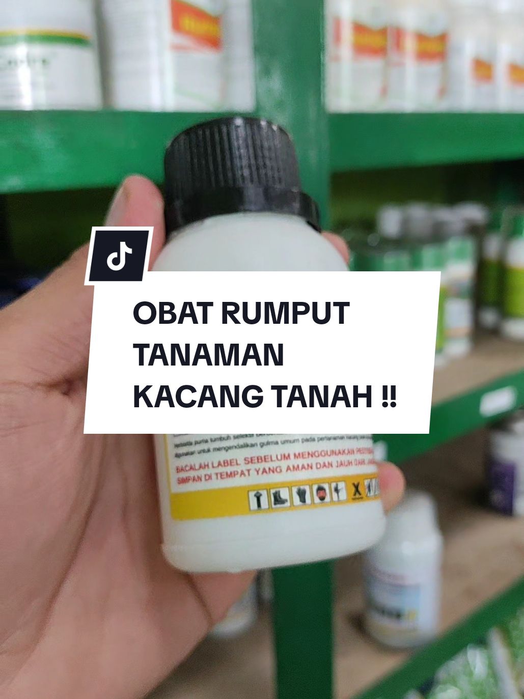 Membalas @jawbong1 Herbisida Selektif Kacang Tanah. Rumput nya mati kacang tanah tetap aman !! #fypp #fyp #terdekatterlengkapdanterpercaya #bagusmakmursolusinyapertanian #fypシ゚ #fypage #obatrumput 