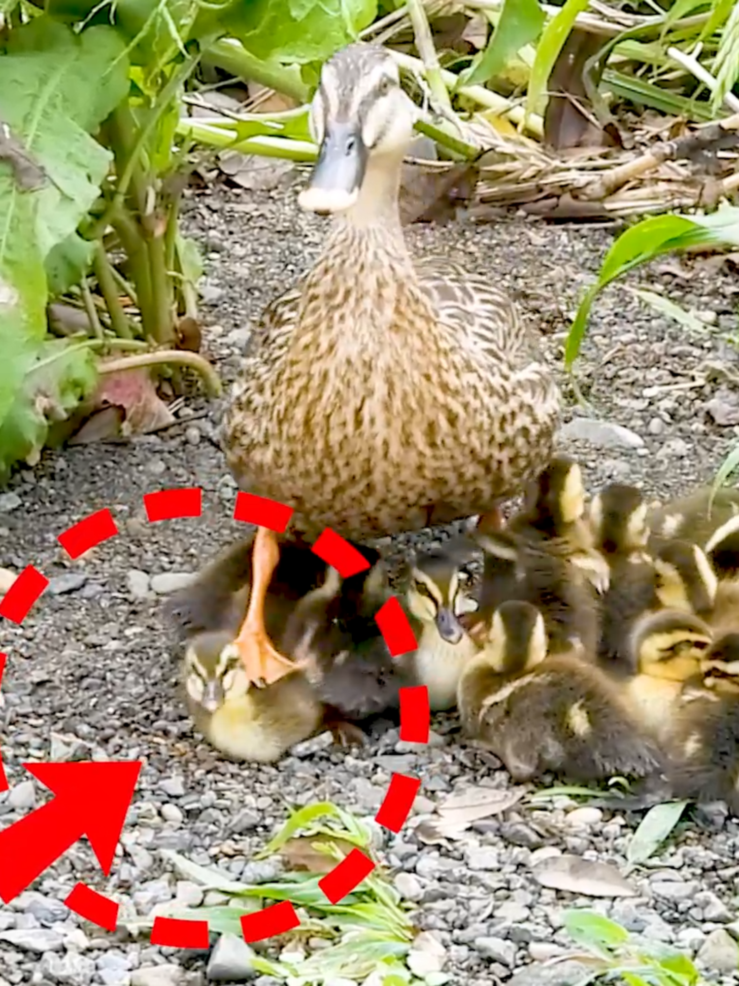 Mother duck leaves her babies behind and flies away🦆 This mother duck is 🦆Ae family🐤13 ducklings📅4 days old  📝A mother duck with 13 ducklings, a big family. Just when she thought she had put her kids to sleep, she flew away, leaving the ducklings behind. The baby ducks that were left behind were able to wait quietly together as a group until the mother duck returned.  ▷ Did the mother duck leave her ducklings behind to go and check out what was happening upstream? Immediately after this, they started swimming upstream to overcome a difficult step. Will they be able to overcome it? You can see the video with the triangle mark above the title of the video. https://youtu.be/z-jRTRcq76I  🎥Record/evidence video without BGM↓ 0520E https://youtu.be/z5or0l4hrPI #duck #animals #birds #mother #animals #birds #nature #duck #wildlife #ducklings #bird #chicks