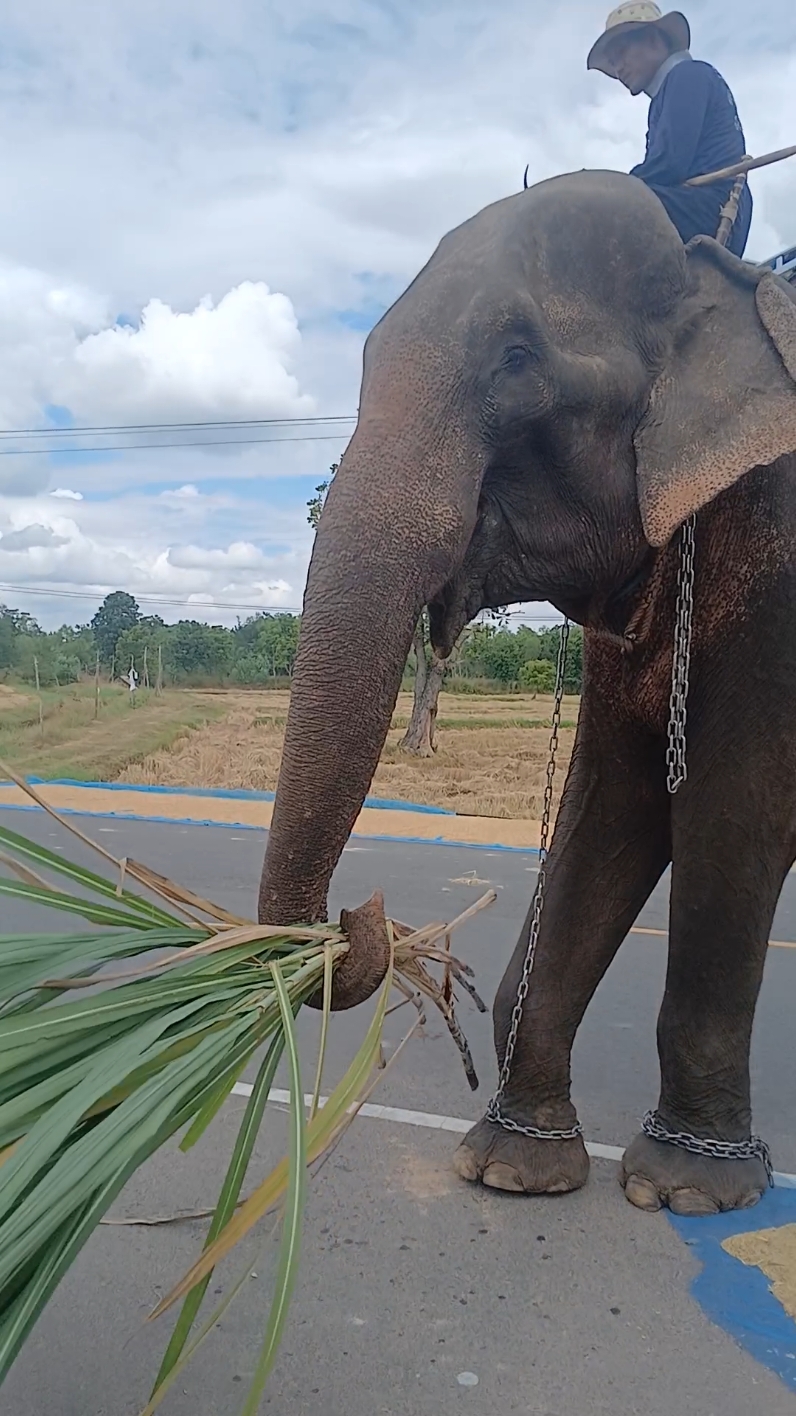 ขออนุญาตควานช้างด้วยนะครับ🐘🙏#สุรินทร์ถิ่นช้างใหญ่🐘♥️ 