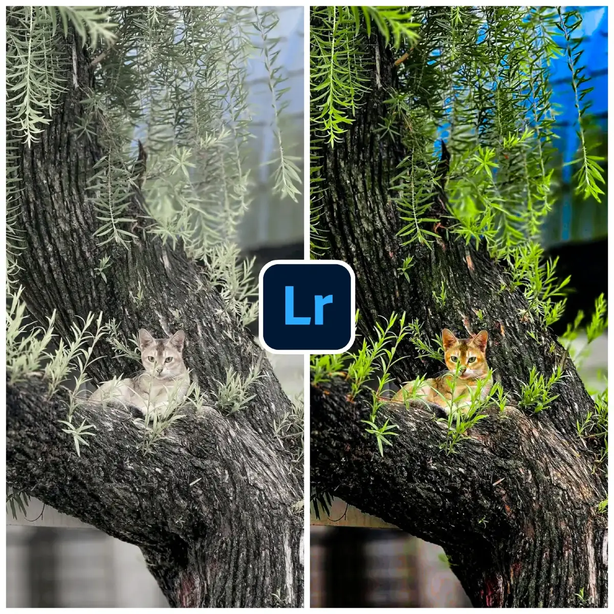 lightroom natural edit #for #foryoupage #editing #editor #bestedit 