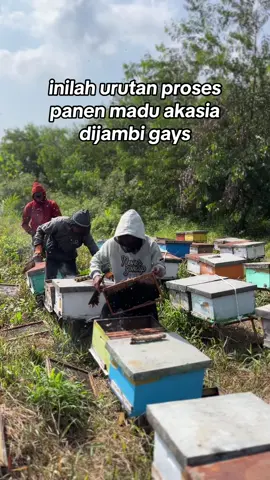 #madukita #fyp #fypシ #fypシ゚viral #peternakmuda #peternakmilenial #madumurni #akasiacarva 
