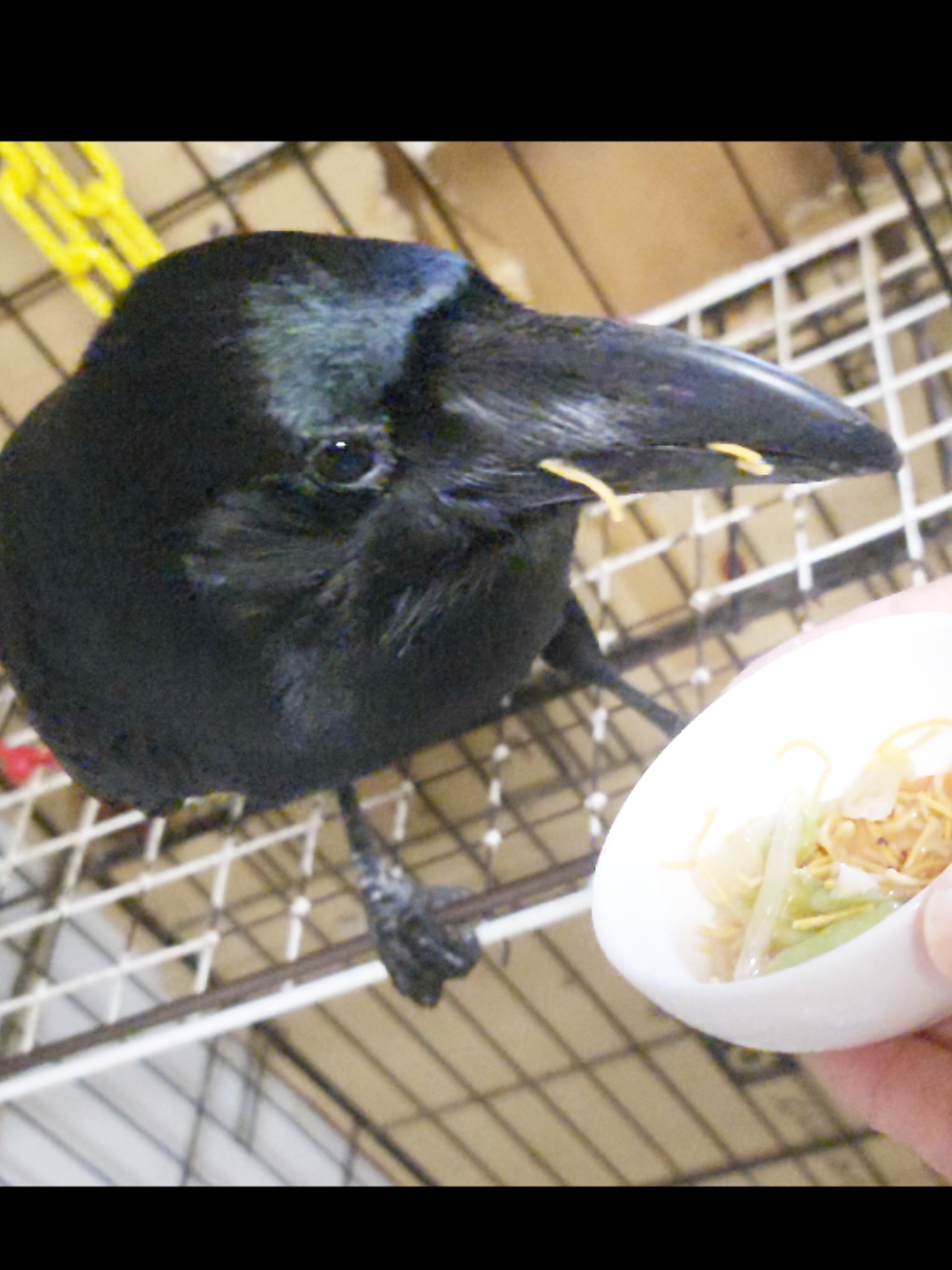 もぐもぐかた焼きそばを食べるハッピー 珍しくその場で食べるカラスのハッピー。　まずはカマボコを食べ野菜も食べ、好き嫌いしないかと思いきや… パパが近づいてしまったのでお皿も持って中身をこぼしてしまいました。 #カラス #crow #karasu #かわいい #もぐもぐ  #日常 #癒し  #食べる  #尊い #好き嫌い 