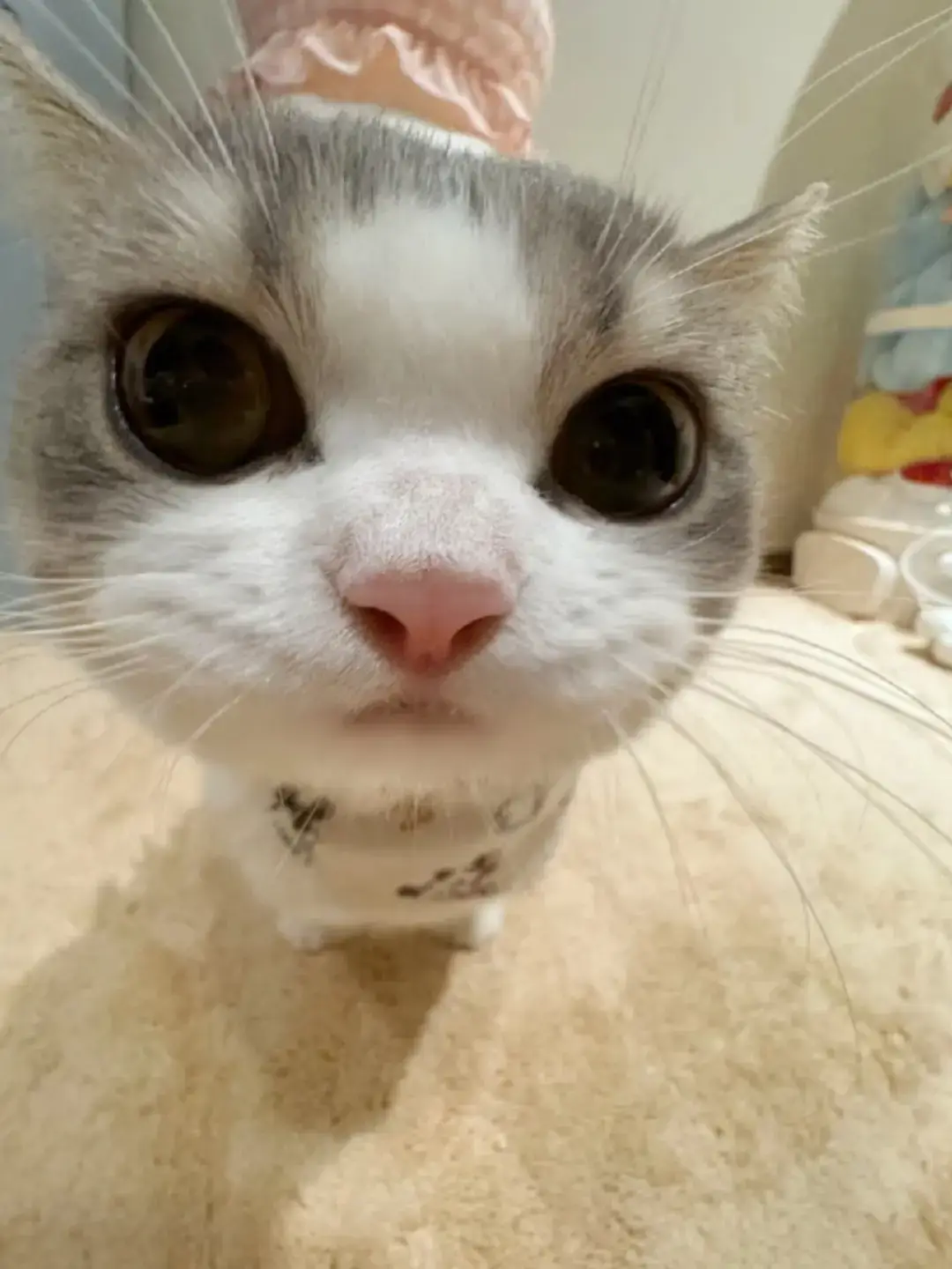 cr: 猫小司 (douyin) #cat #cutecat #fyp 