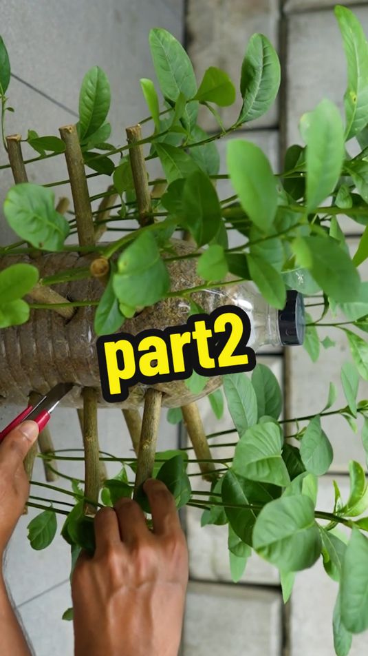 #plants #fypシ #lemon #gardening #usa🇺🇸 #plantslife31 #view #1millionaudition #tiktok #bottle #part2 #viraltiktok #video #plantvideos #support #PlantCare  #IndoorPlants   #GreenLiving  #PlantLover  #PlantAddict   #Gardening  #HousePlants   #PlantCommunity #PlantParent   #UrbanJungle   #PlantGoals   #GardenInspiration   #PlantsMakePeopleHappy  #NatureLovers   #PlantTherapy #GreenThumb   #PlantCollection  #natureathome   #HomeGarden  #PlantStyling   #LeafLover   #PlantLife  #PlantOfTheDay   #GrowYourOwn #Botanical   #PlantObsessed  #PlantGang  #Succulents #GreenHome   #PlantDecor   #PlantInspiration  #PlantFam  #HousePlantClub  #IndoorJungle  #PlantFriends  #HappyPlants   #PlantPower   #GardeningLife   #GoGreen   #FreshPlants  #PlantPerfection  #PlantVibes  #FlowerPower   #EcoFriendly  #PlantDaily   #HousePlantHome   #NatureGram   #PlantGoals   #HomeGreenery   #PlantLove 