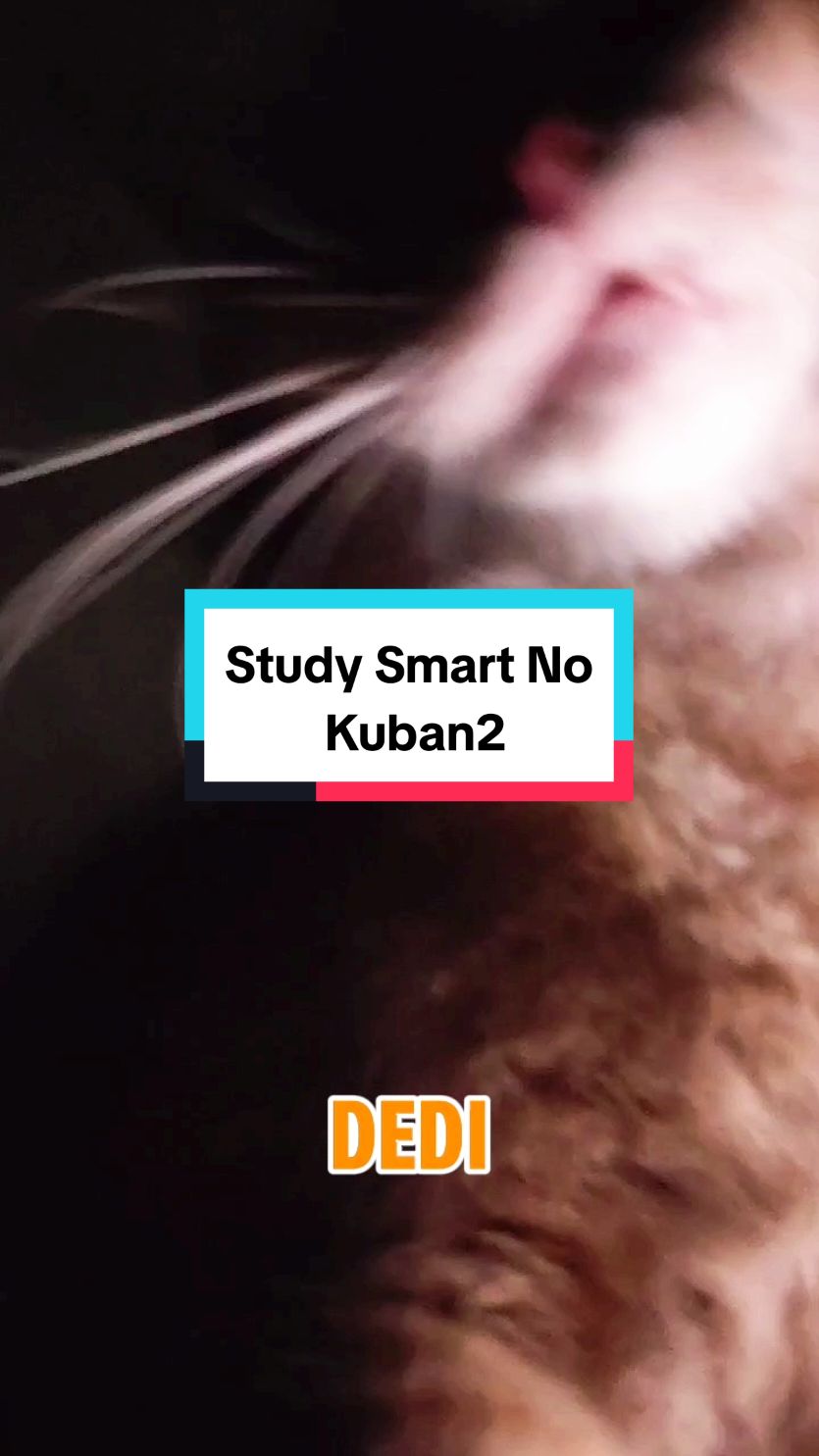 Ujang : Study Smart No Kuban2 😹😹😹  credit @sophiaalbarakbah @sitikhadijahhalim_  #catsoftiktok #kucingtiktok 