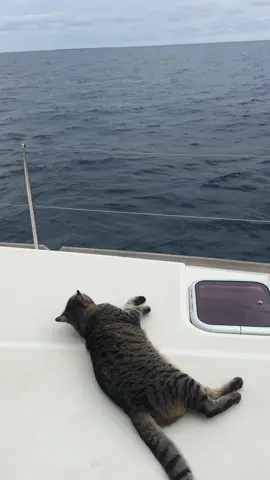 Nala chilling on deck 🐾 when suddenly, a dolphin jumps out to say hi! 🐬👋 What a magical moment! 🌊💙 #BoatCats #NalaTheExplorer #oceanadventures #dolphinencounter #catondeck #sailinglife #capeverdesailing #catsanddolphins #naturemoments #felineadventures #sealife #catsofinstagram #tiktokcatsvideo #adventurecats 