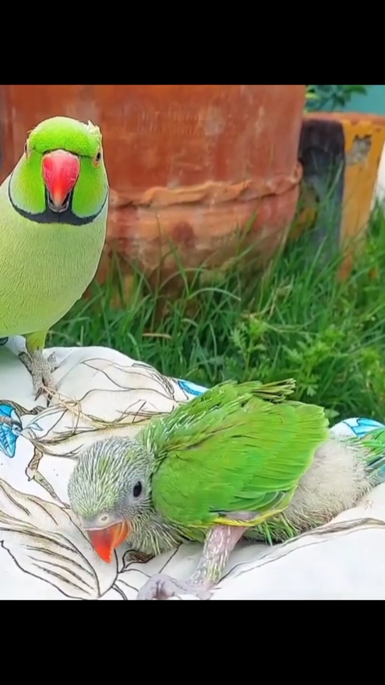 vip parrots voice wow amazing video | vip toty #tik_tokviral #vipvideoviral🥳🥳 #parrotsoftiktok #tota #vip_parnde #tik_tokvirall🔥🔥🔥 #vlogs_video #parrots #janwar_video #viral #fyp #new_filter #discover #fyourpage #fyourpage 