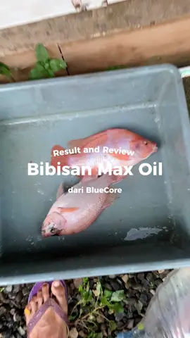 Ini dia gais buktinya pembibisan pelet menggunakan Max oil dari BlueCore salah satunya dapat meningkatkan nafsu makan ikan. Budidaya ikan pasti sampai panen   #Bluecore #JuraganBudiman #bibispakan #maxoil #budidayanila 