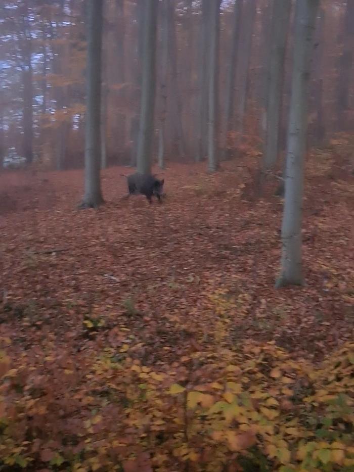 #förster #austria #wildschweine #dorfkind #bauer #landlebenbestesleben #🇦🇹 #wald4tel #🐗 