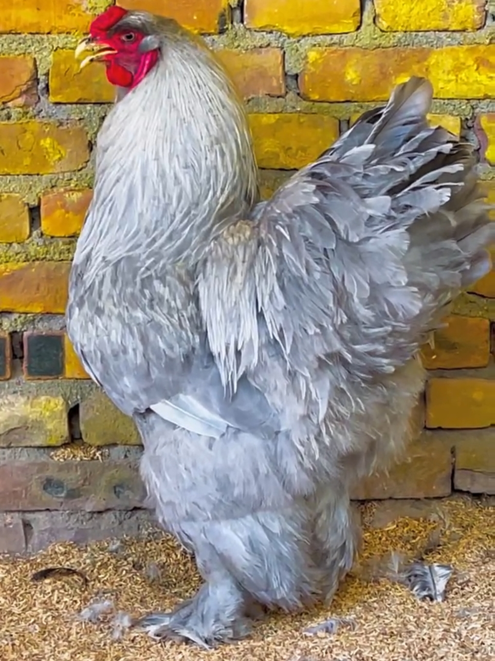 Brahma Chicken Fancy Breed  #brahma #fyp #foryou #brahmachicken #fancyhen #fancyhens #fancychicken #fancychickens 