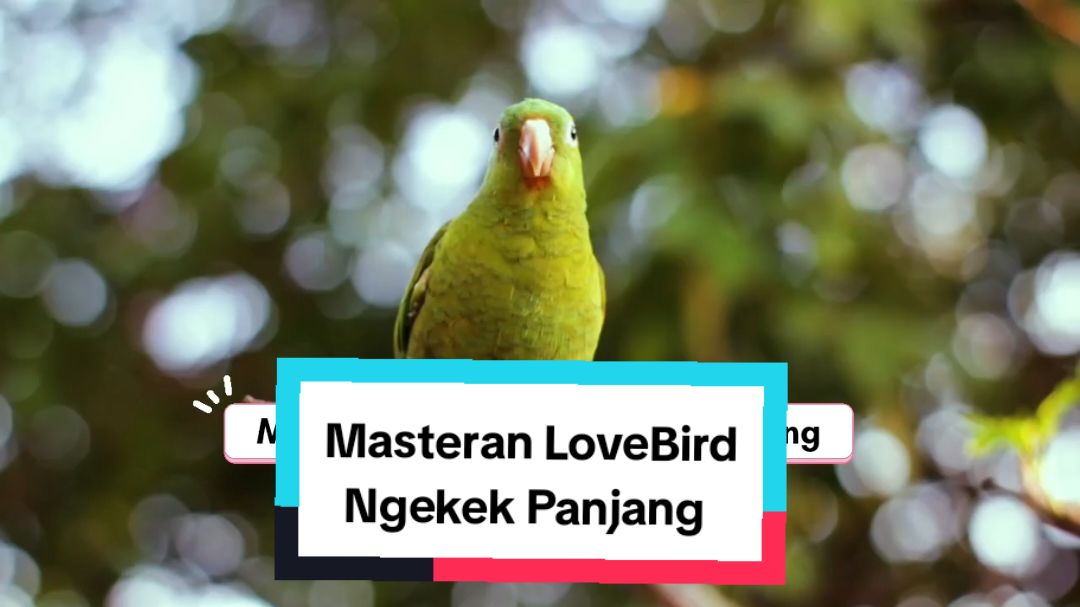 masteran lovebird ngekek #masteranlovebird #lovebird #lovebirdkonslet #lovebirdmania #lovebirdmaniaindonesia #lovebirdngekekpanjang #masteranburung #masteranrolltembak #masteranburungjuara #masteranmuraibatu #masterancucakijo #masteransogon #masterankonin #masterankacer #masteranburungmaterimewah #masteranburungfullmateri #masteranburungfulltembakan #kicaumania #fyp #masteranfullmateri #masteranpelatuk #masterancendet #masterankolibri #masteranpleci #masterantengkekbuto #masterankenari #masterankenarirusia #masterancigun #masteransikatanlondo #masterantembakankasar  #masteransogon #masterancililin