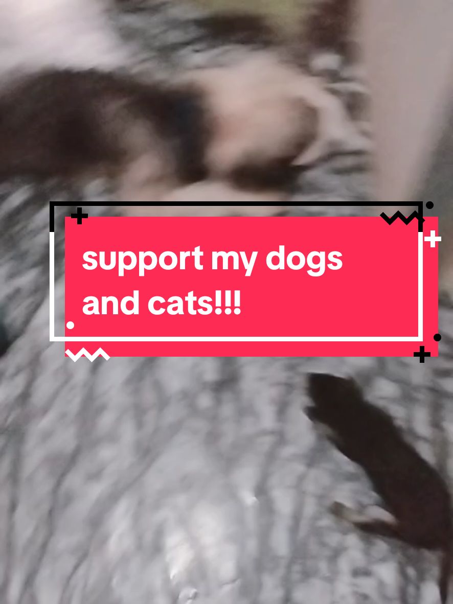 #catsoftiktok #dogsoftiktok #PetsOfTikTok #suppport #fyp #foryoupage