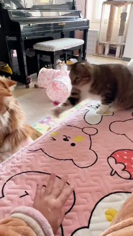 Its favorite game #cat #cute #funnyvideos #funny #fyp #catsoftiktok 