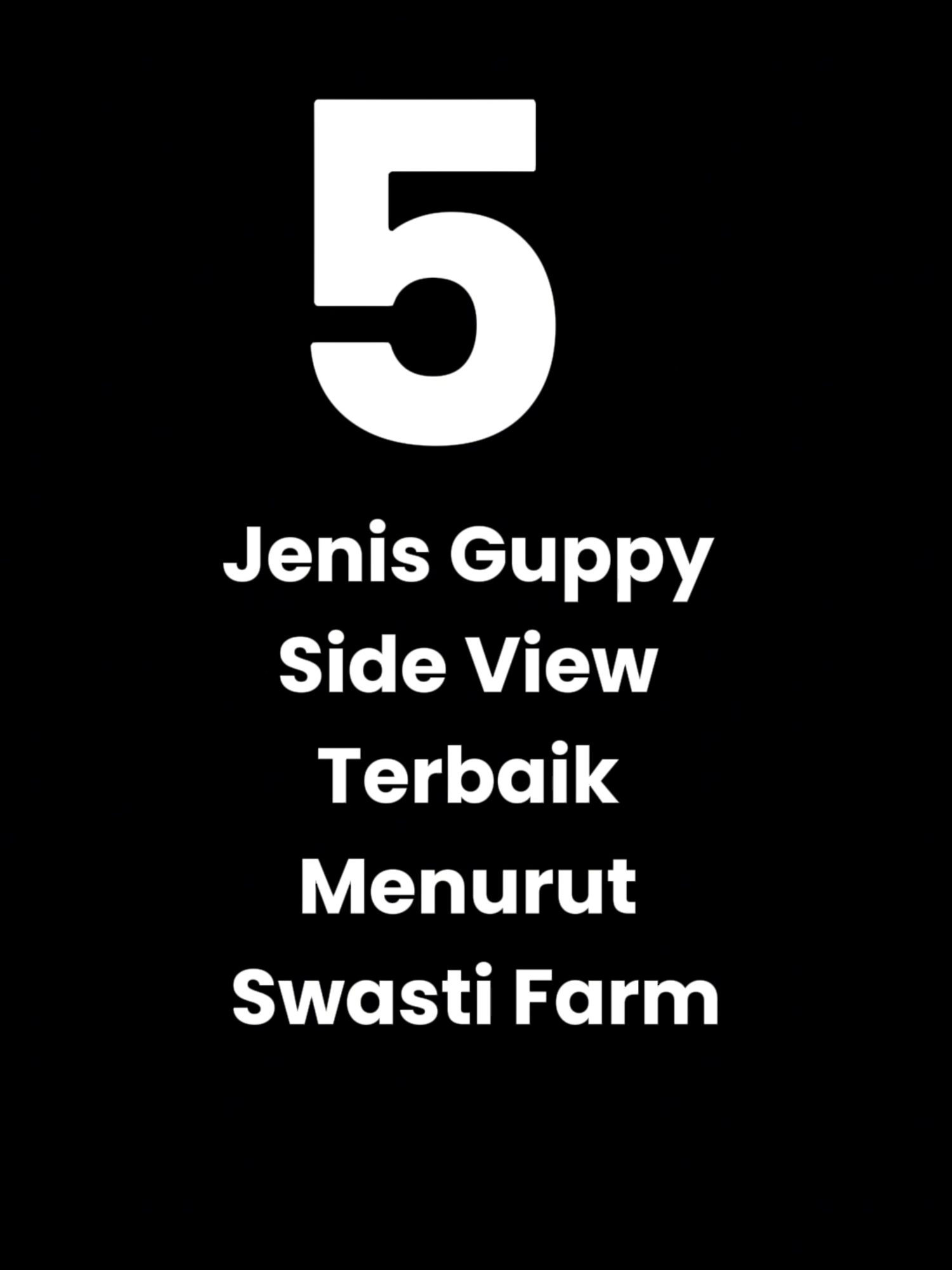 5 jenis guppy top view terbaik menurut swasti farm #ikanguppy #ikanhias #ikanhiasairtawar #ikanseribu #yogyakarta #keindahanalam #swastifarmguppy #swastipengrajinguppy