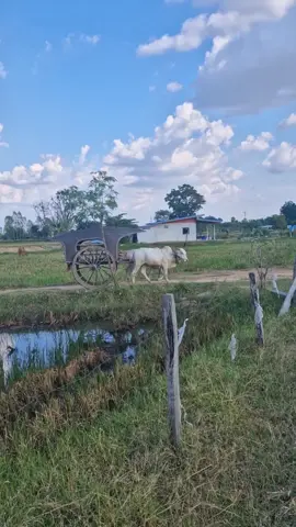 #วัวเทียมเกวียน #อีสานใต้ #บุรีรัมย์ #ไม่สืบสานก็สาบสูญ #โคขาวลําพูน 
