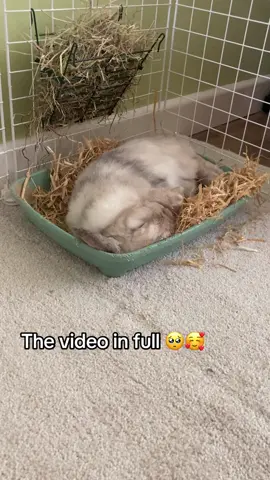 Little baby 🥺💖 #bunnyflop #sleepybunny #bunniesoftiktok #happybunny #rabbitsoftiktok #cute  #lop 
