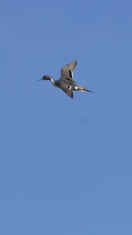 The days are getting shorter, but those tails are getting longer. Pintail drake just showing off !!  - - - #waterfowl #duck #duckseason #waterfowlseason #duckhunting #waterfowlhunting #waterfowlphotography #wildlife #huntinglife @Ducks Unlimited @Allegiant_Calls @AF Waterfowl @Presley’s Outdoors🦌🦆 