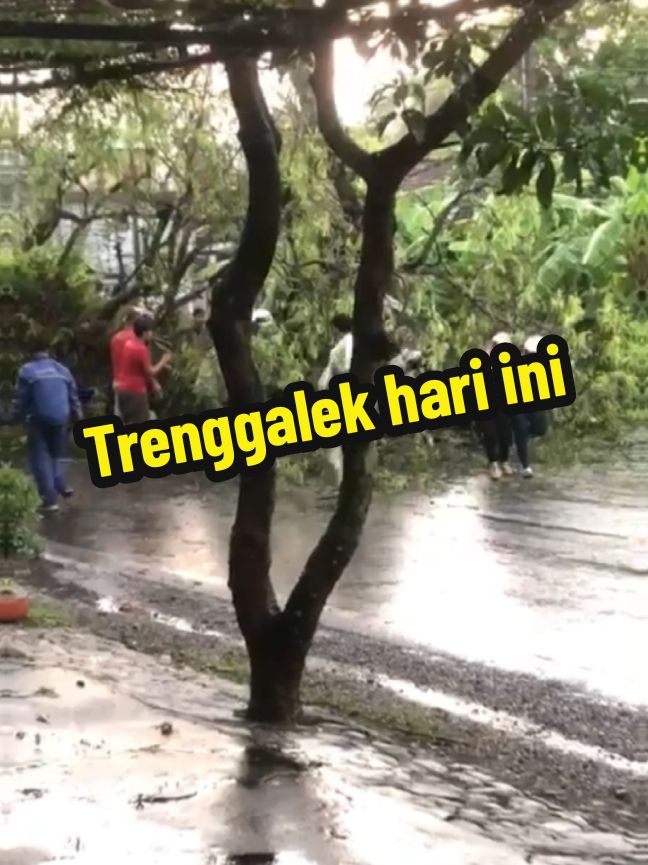 Sore ini sebagian besar di daerah Trenggalek diguyur hujan dengan intensitas cukup deras  hal ini menyebabkan sebagian sungai meluap dan juga pohon di pinggir jalan jalur Trenggalek - Ponorogo tumbang  Semoga Trenggalek aman selalu  waspada hujan dan tetap jaga keselamatan  sumber : group WA  #trenggalekhariini #hujan #banjir #pohontumbang 