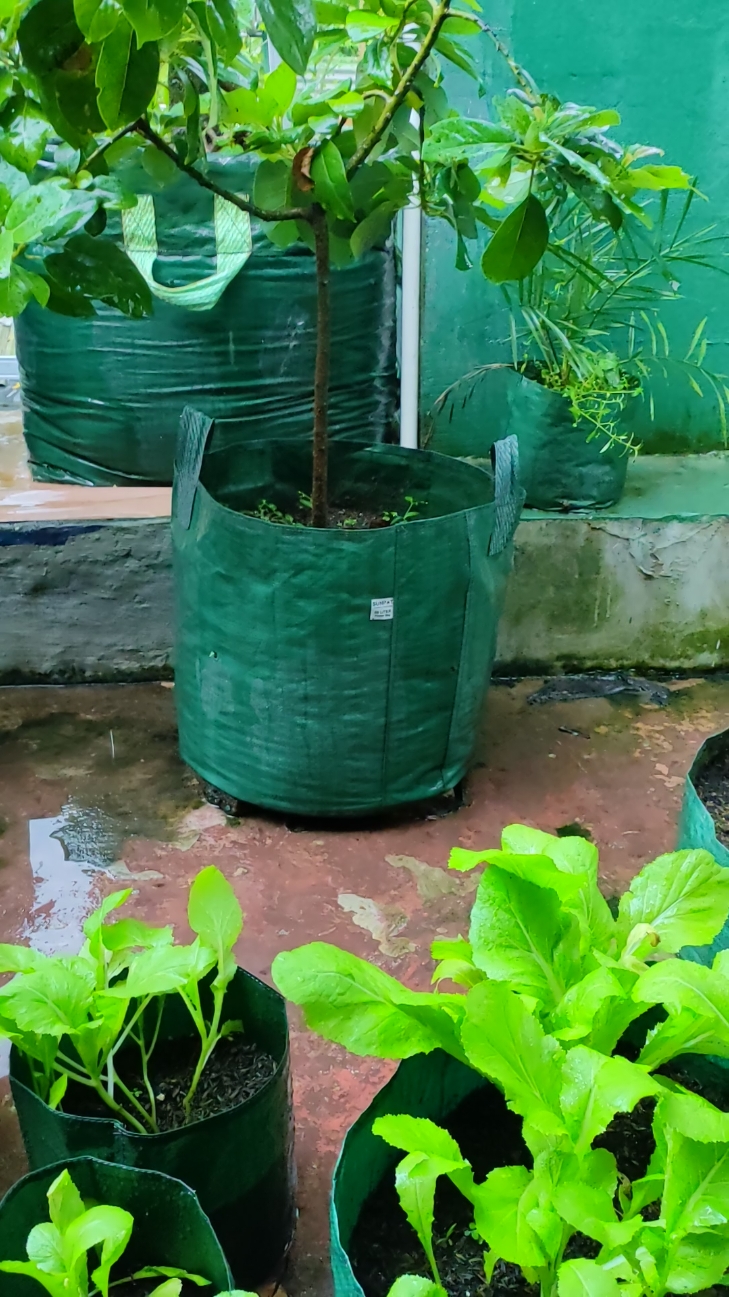 rekomendasi planter bag 40×40 pot tanaman buah anggur #planterbag40×40 #planterbaghijau #planterbagpot 