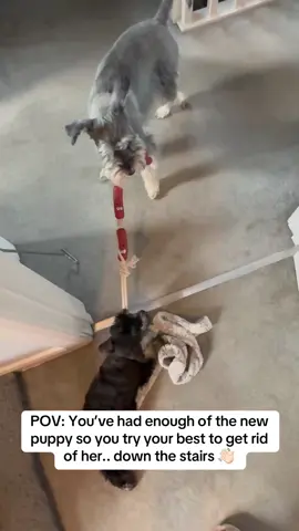 When your mum brings home dog number 3 and you become the middle child, it causes for drastic measures👋🏻🙃 - Ruby Doodles♥️ #dog #dogsoftiktok #funny #schnauzer #schnauzermini #dogsvideo #dogslife #playtime #dogsplay #sisters #schnauzersoftiktok #schnauzerlove #doglover #puppytok 