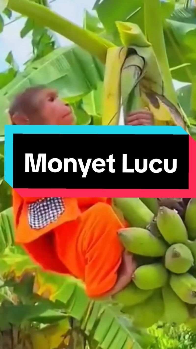 #CapCut #animalsfunnyvideos #videofunnyanimal #animalvideos #hewanlucu #monyet #monkey #kera #animals #funny #lucu #ngakak 