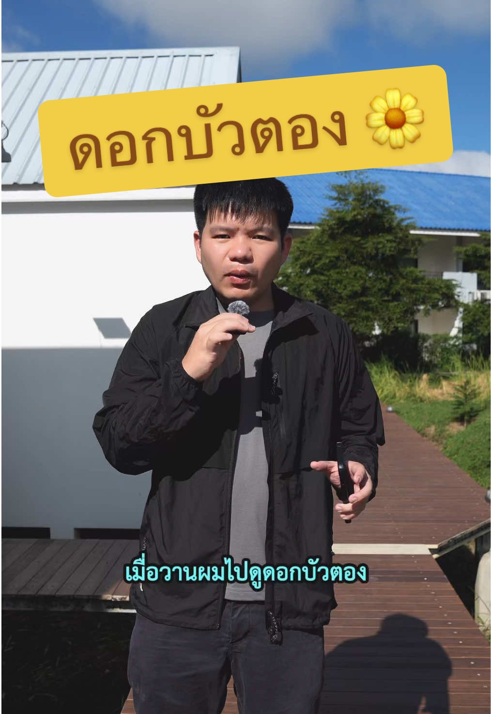 ดอกบัวตอง 🌼 และเรื่องราวน่ารู้ 🥳