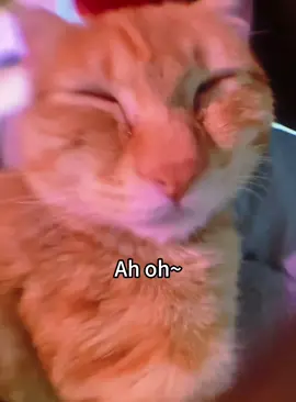 Ah oh~ah oh,Cat braying are so funny.#fypシ #foryou #funnyanimasl #funnycats #catsoftiktok #funnypets #kitten #
