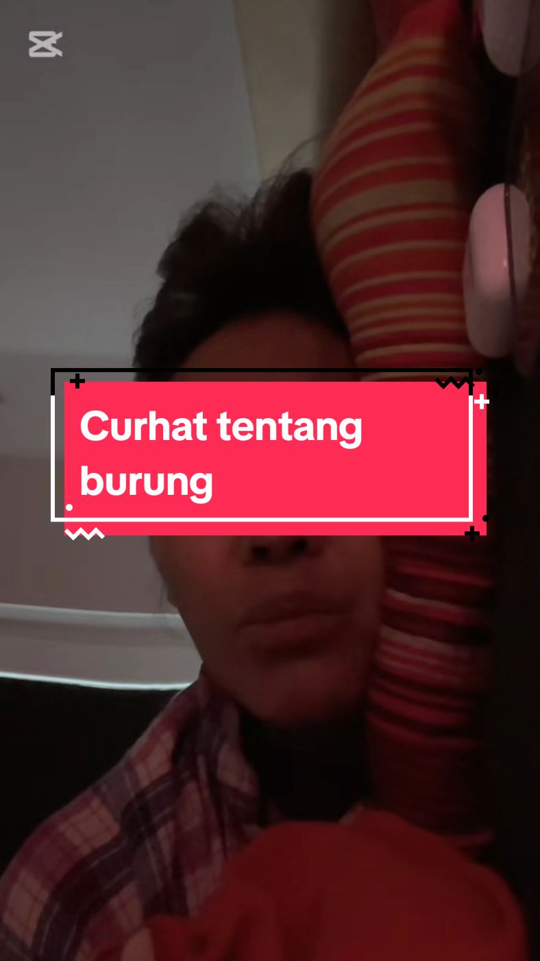 Curhat tentang burung... #foryoupage  #capcut  #anakbundacorla  #anakbunda  #bundacorla 