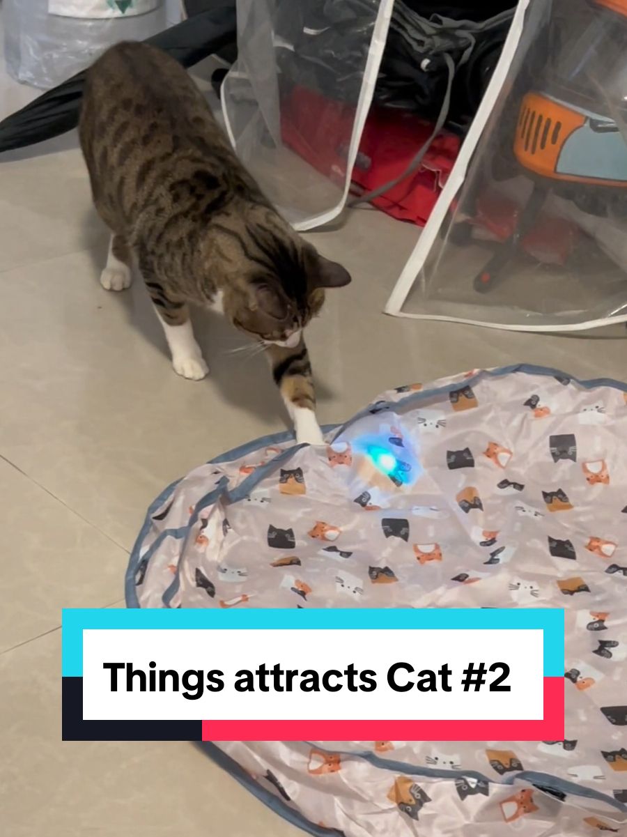 finally find a toy that peetan loves ❤️ it will attracts your cat 💯🥰 #cat_peetan  #catsoftiktok #cats #cattoys 